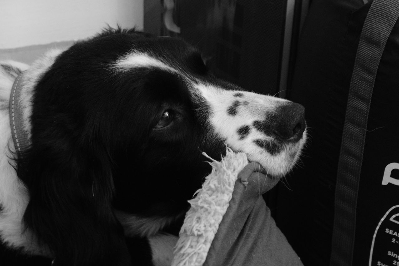 A photo of a dog resting her head on a dog bed, taken on a Fujifilm X-M5 mirrorless vlogging camera