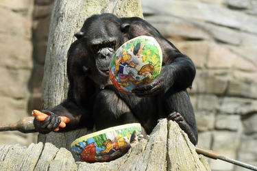 Photos: A German zoo just gave its animals a pretty great day