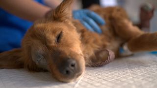 Does pet insurance cover spaying? Dog asleep on vet table