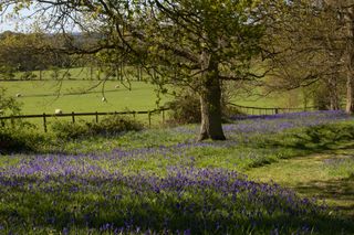 paths through the bluebell woodland