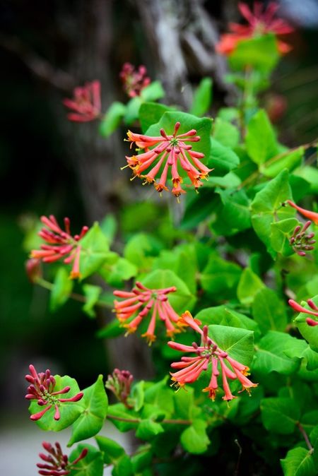 Coral Honeysuckle Plant