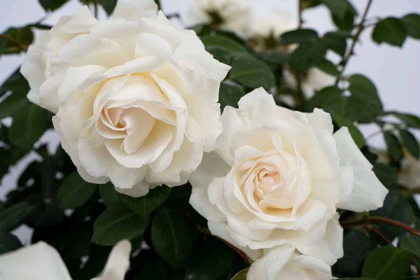 Cloud 10&amp;trade; White Climbing Rose - Live Plant - (1 Qt)
