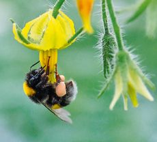 A bumblebee sits on a tomato flower in a greenhouse.