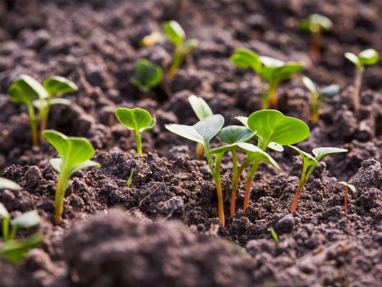 Young Sprouts In The Garden