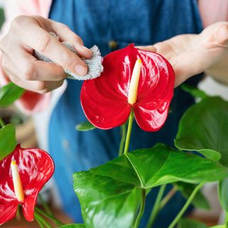 The girl wipes the large green leaves and the flower of the anthurium flowerpot from dust