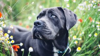 Cane Corso