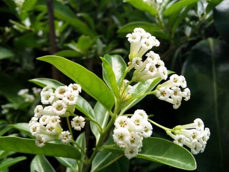 White Day Blooming Jasmine Plant