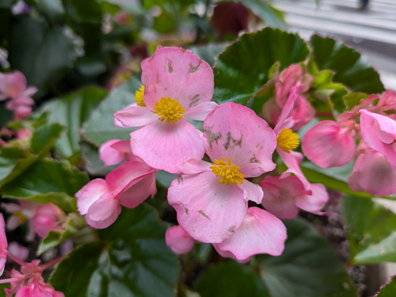 Google Pixel 8a closeup sample.