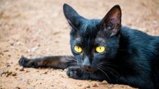 Black cat with yellow eyes.