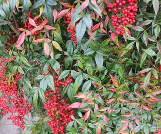 firethorn shrub grown into a living fence in garden