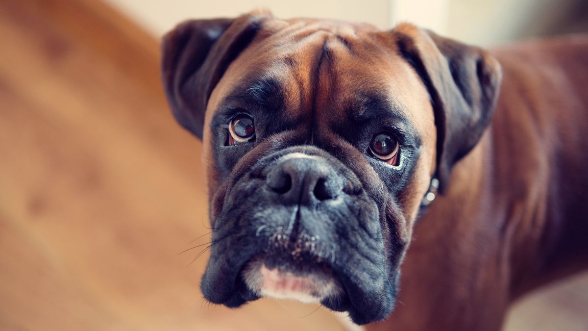 Dog depression: Symptoms, causes and treatment | PetsRadar