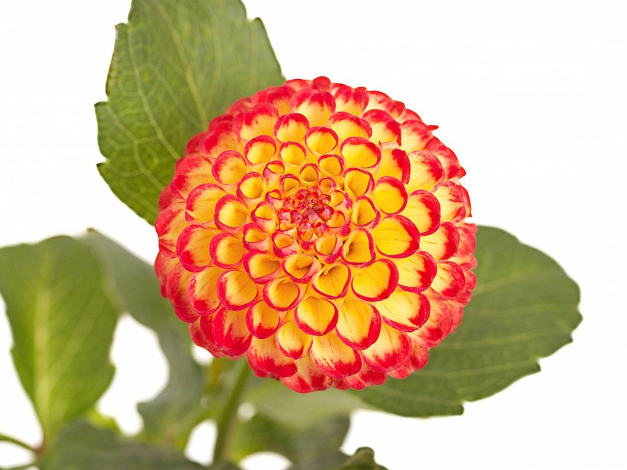 Pompon Dahlia Flower