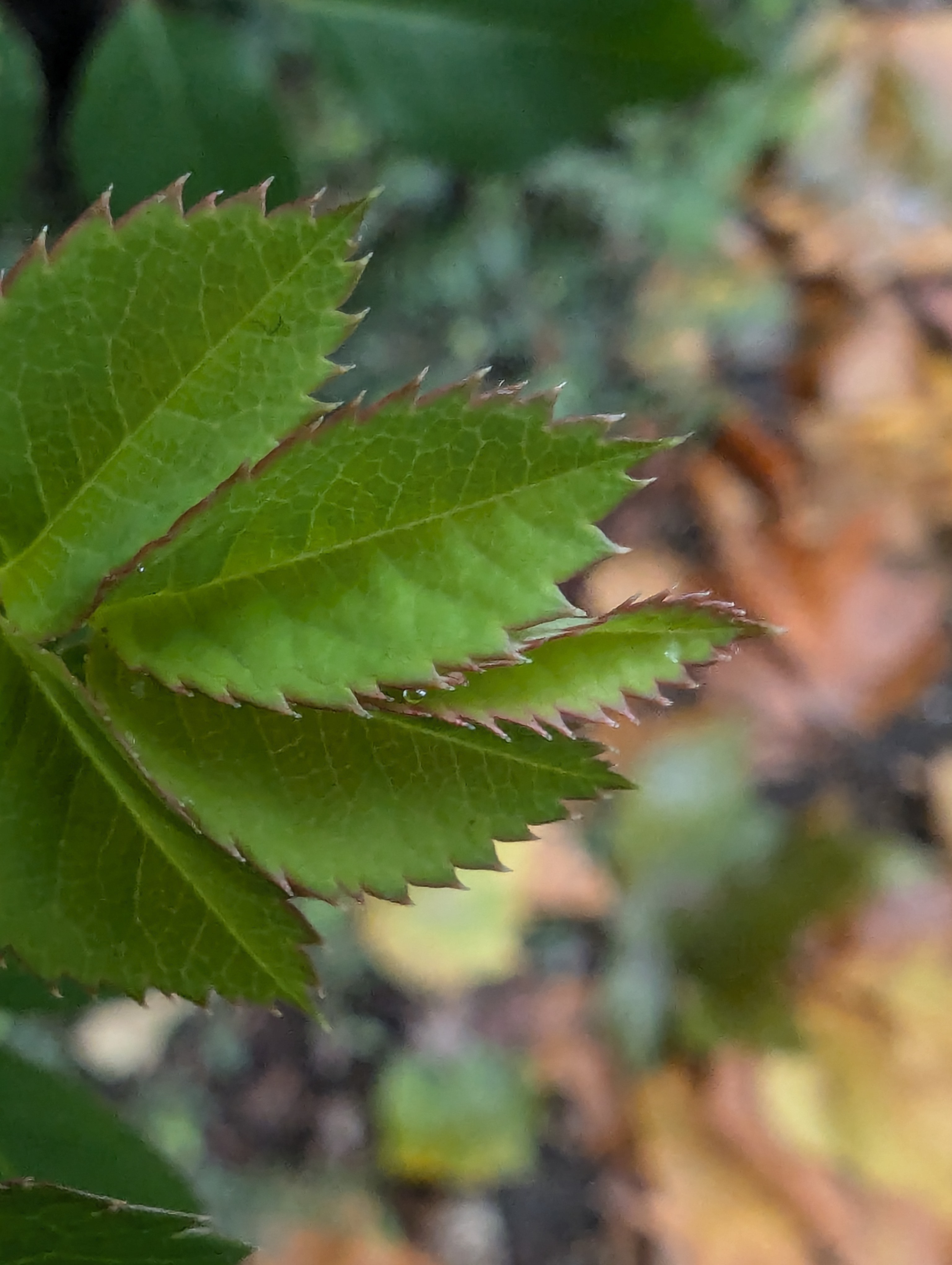 A photo of a green plant taken on a Google Pixel 7 Pro