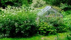 crowded, overgrown garden with lots of tall plants