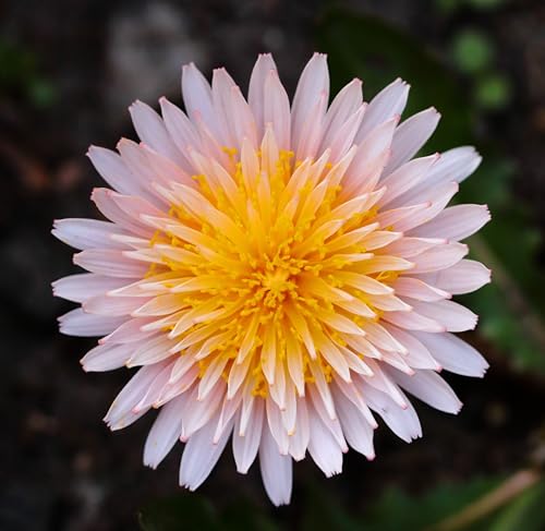 Pink Dandelion Taraxacum Pseudoroseum Seeds for Planting Packet