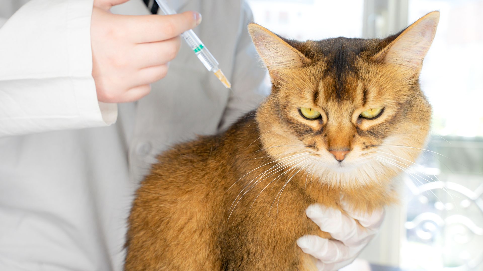 Cat getting injection
