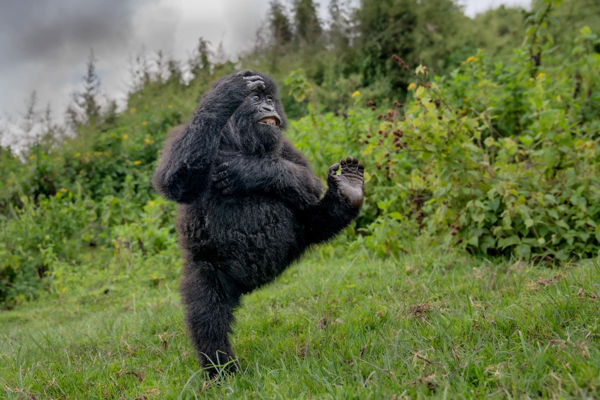 Perfectly-timed photo of high-fiving gorilla wins at Comedy Wildlife Awards