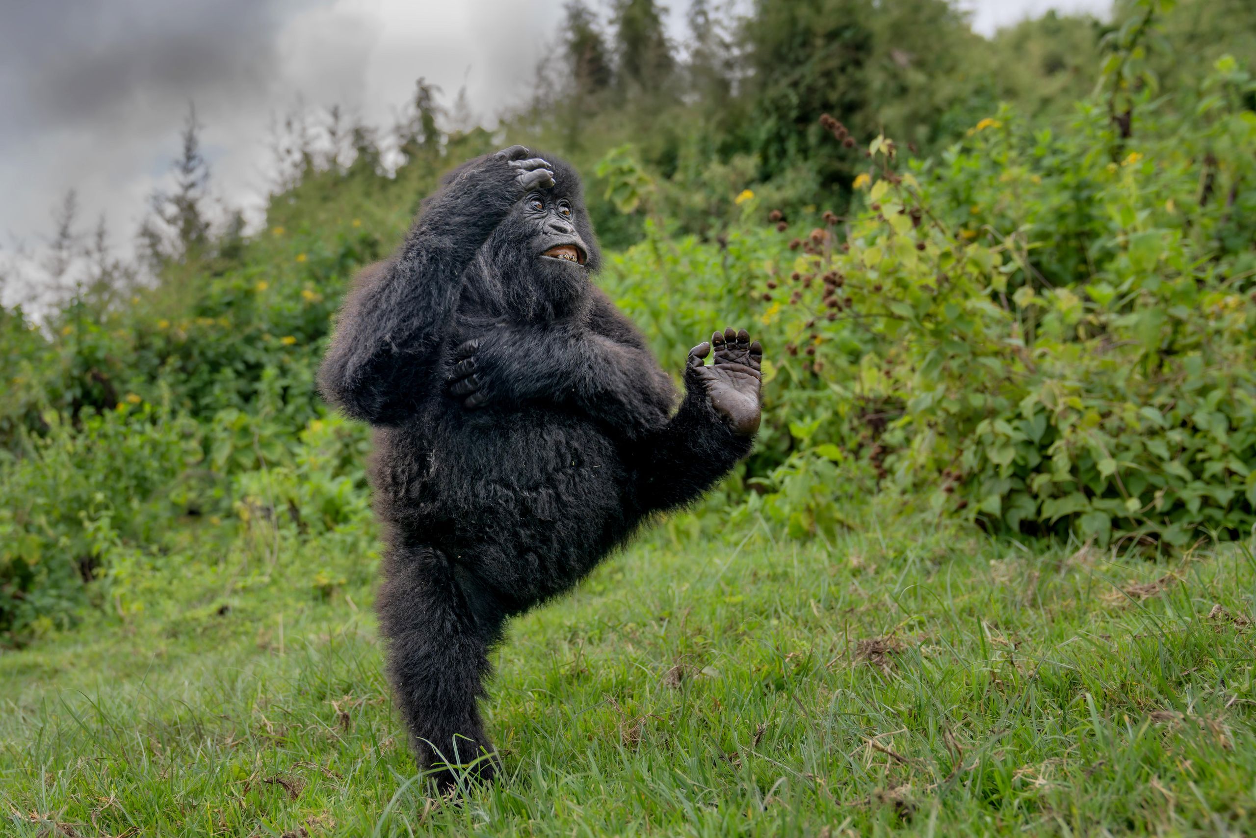 Photo of high-fiving gorilla wins gold at Nikon Comedy Wildlife Awards thanks to perfect comedic timing