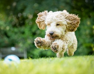 A leaping dog chasing a ball