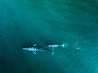 Aerial view of gray whale mother and calf swimming.