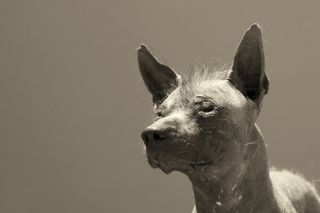 Mexican Hairless Dog