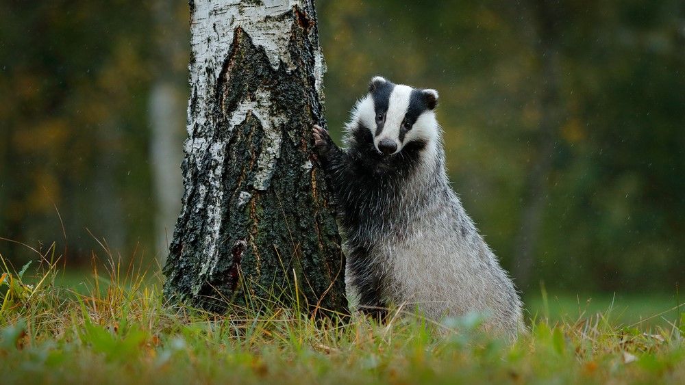 Hungry badger accidentally unearths hundreds of ancient Roman coins in
