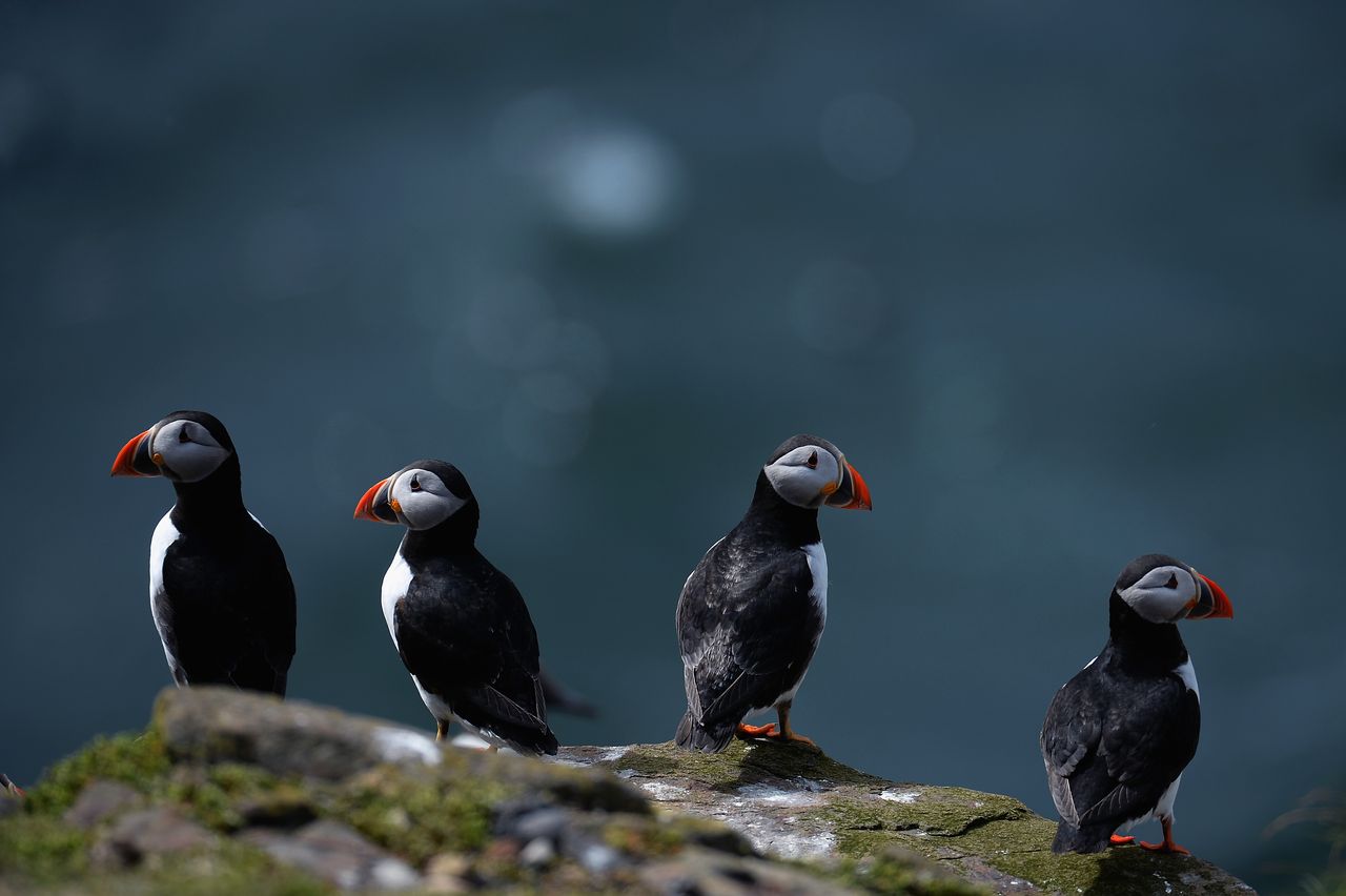 Puffins.