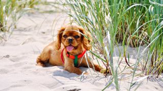 Best dogs for anxiety: Cavalier King Charles Spaniel
