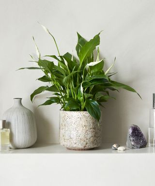 peace lily in textured plant pot on shelves