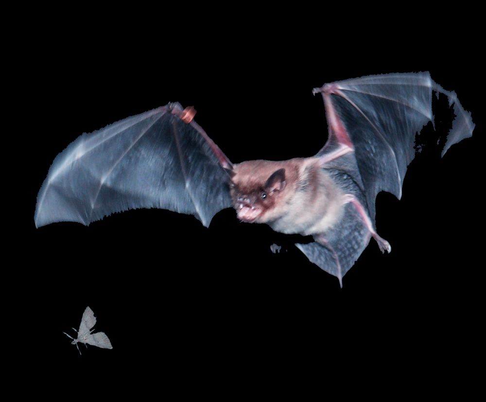 A flying brown bat maneuvers to capture prey.