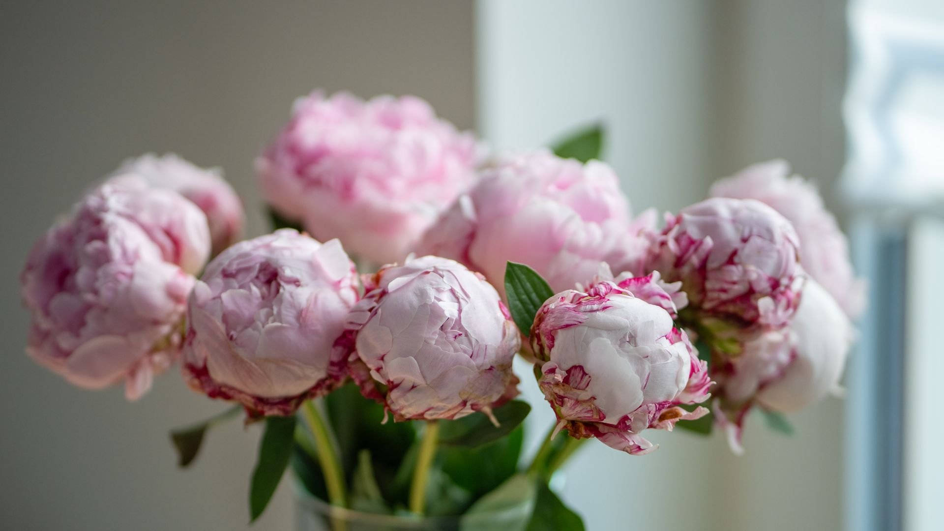 picture of pink peonies in shaded spot in home