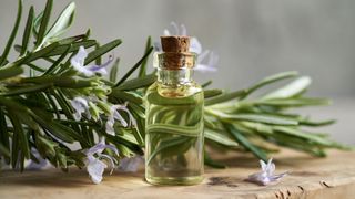 A bottle of rosemary oil next to a rosemary plant