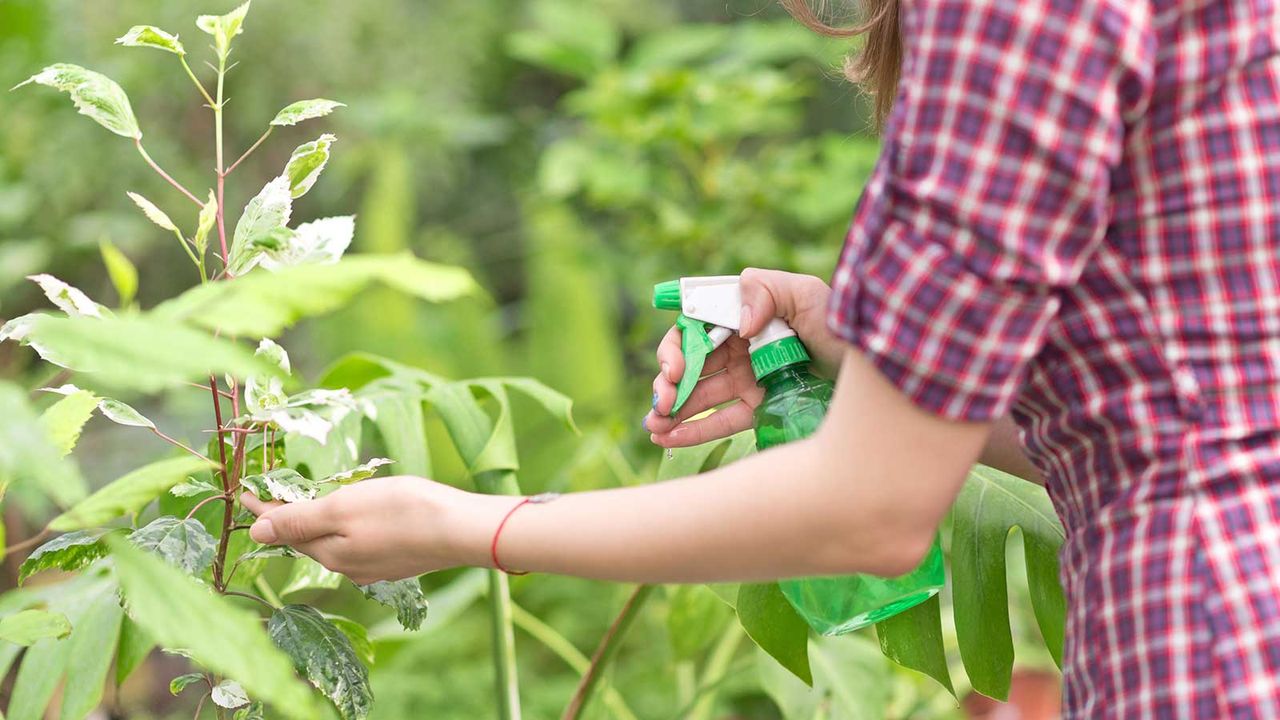 spraying plant leaves