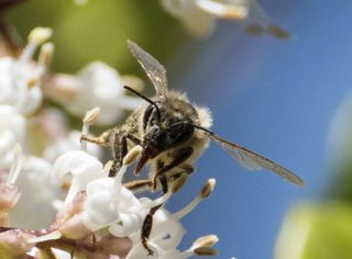 GuruShots - Macro Vision