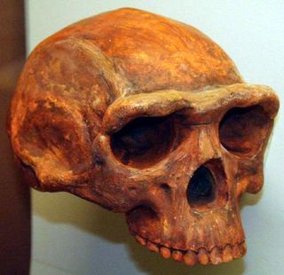 Homo Erectus Facts About The Upright Man Live Science