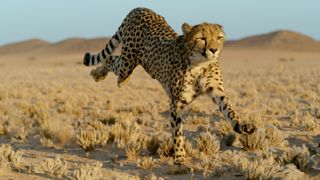 Cheetah, super cats nature pbs