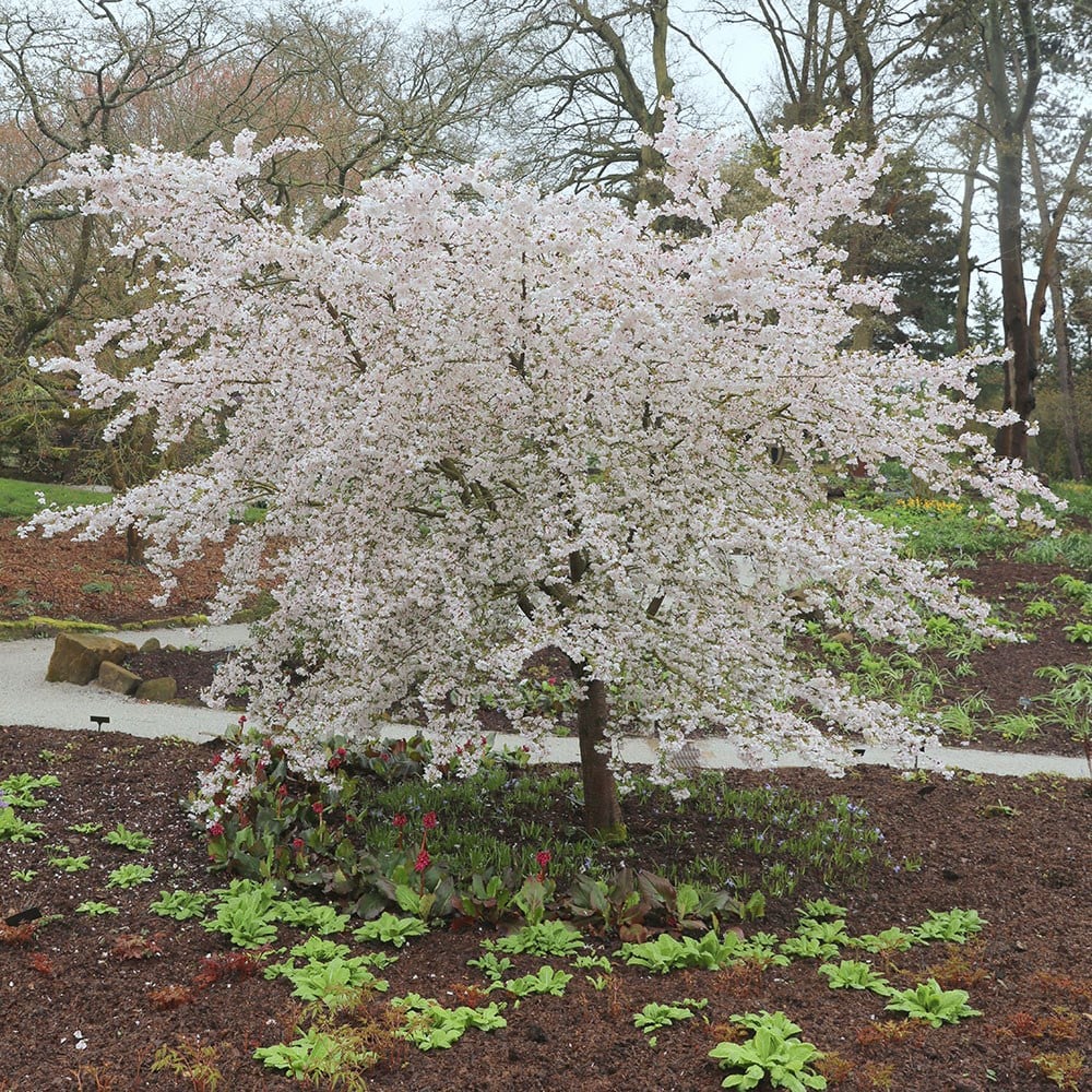 Prunus 'the Bride'