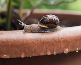 snail on plant pot