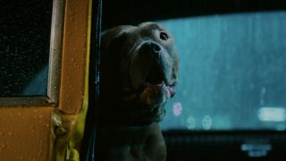 John Wick's PItbull sits smiling in a cab in John Wick: Chapter 3 - Parabellum.