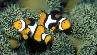 Two percula clownfish