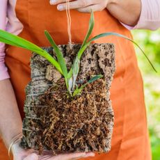 Gardener holding newly mounted orchid