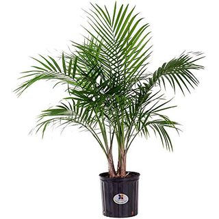 United Nursery Majesty Palm Live Plant Indoor Outdoor Live Palm Easy Care Tropical Palm Indoor Outdoor Plant 3ft Tall Shipping Size