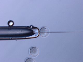The sperm that was preserved up in space for years was injected into oocytes using a method called intracytoplasmic sperm injection. 