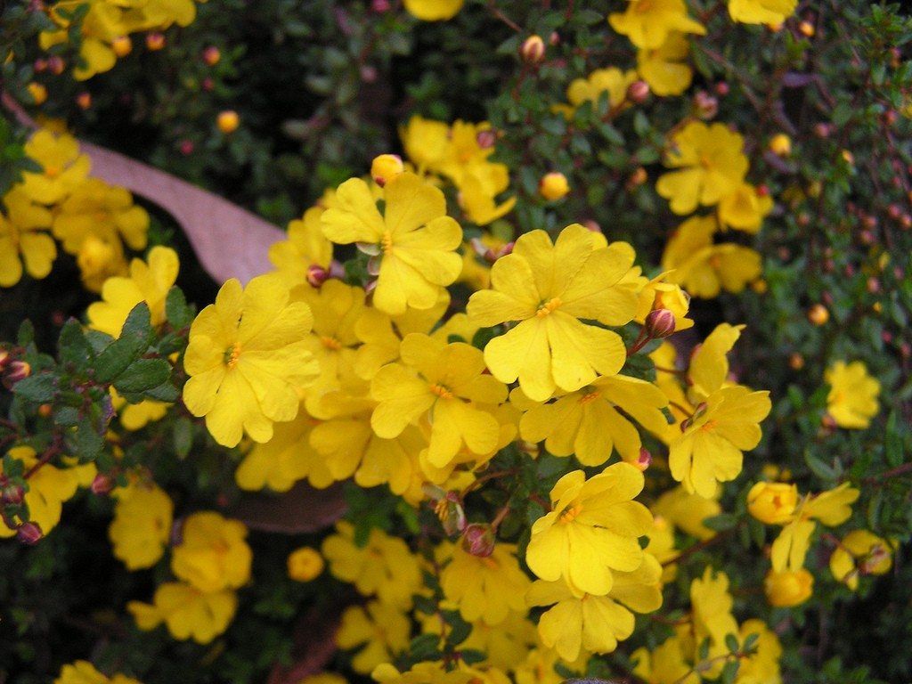 hibbertia guinea flower