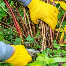 Gardener with yellow gloves prunes peonies