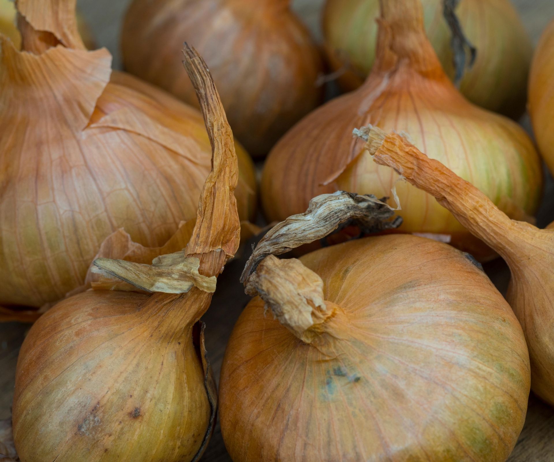 A group of maincrop Sturon onion types