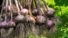 companion plants for garlic - freshly harvested garlic