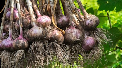 companion plants for garlic - freshly harvested garlic