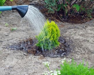 Watering young thuja plant