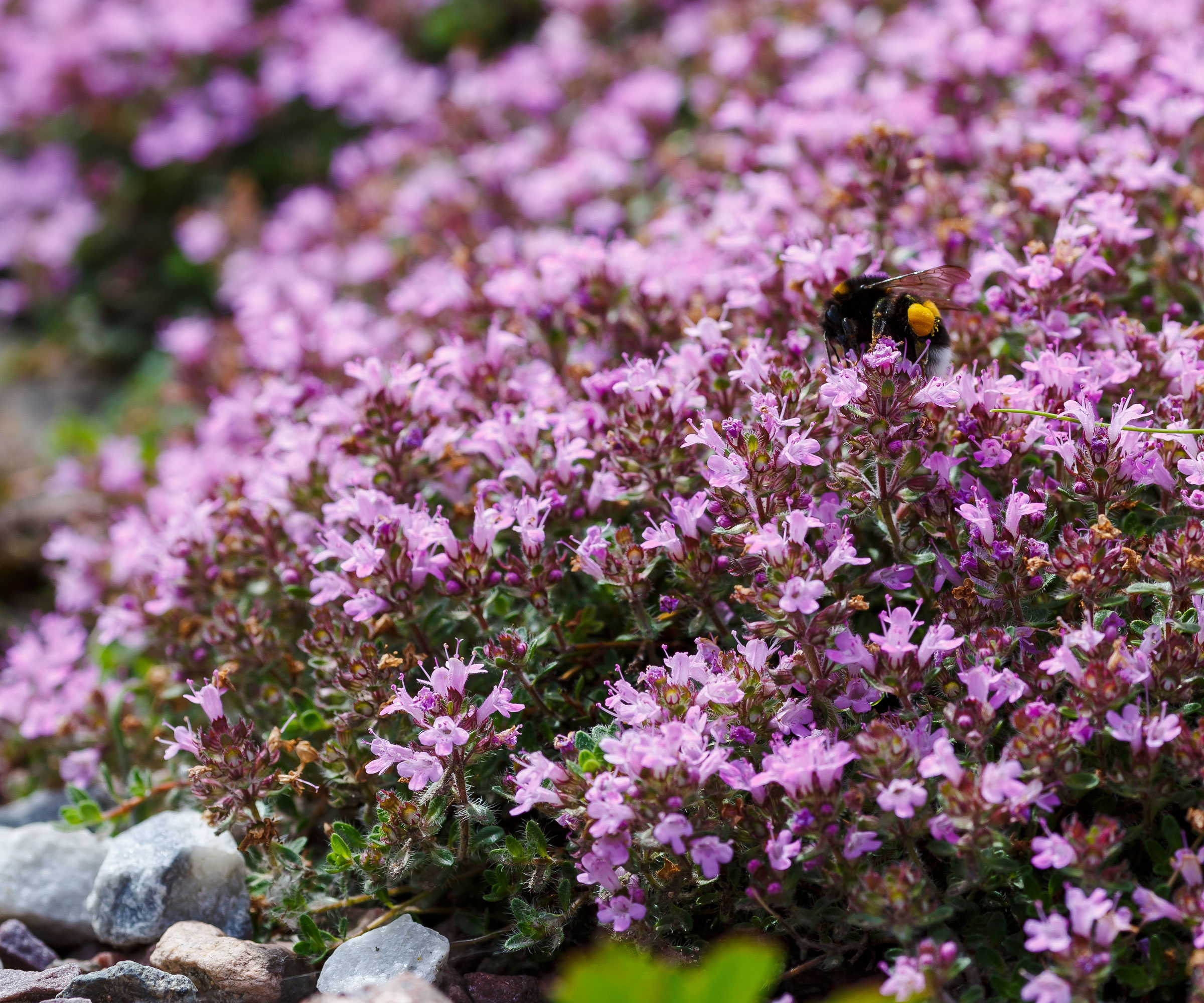 creeping thyme with purple flowers